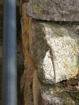Mauereidechse 5
